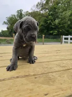 Peter, a male Cane Corso for sale in Oxford, PA – 6 of 7