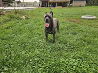 Mitch, a male Cane Corso for sale in Oxford, PA – Photo 3 of 3