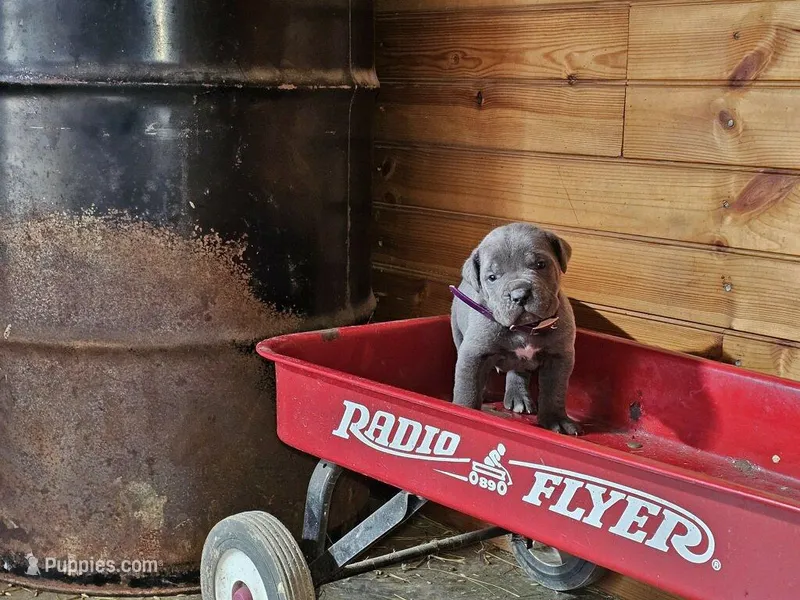 Mitch – Cane Corso puppy for sale in Oxford, PA