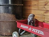 Mitch, a male Cane Corso for sale in Oxford, PA – Photo 1 of 3