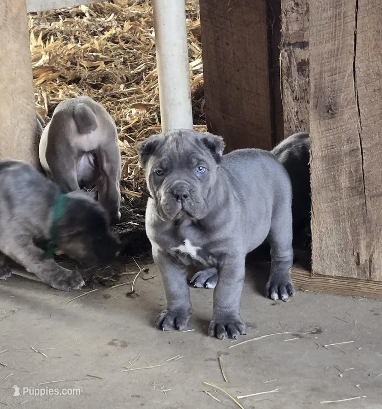 Mitch – Cane Corso puppy for sale in Oxford, PA