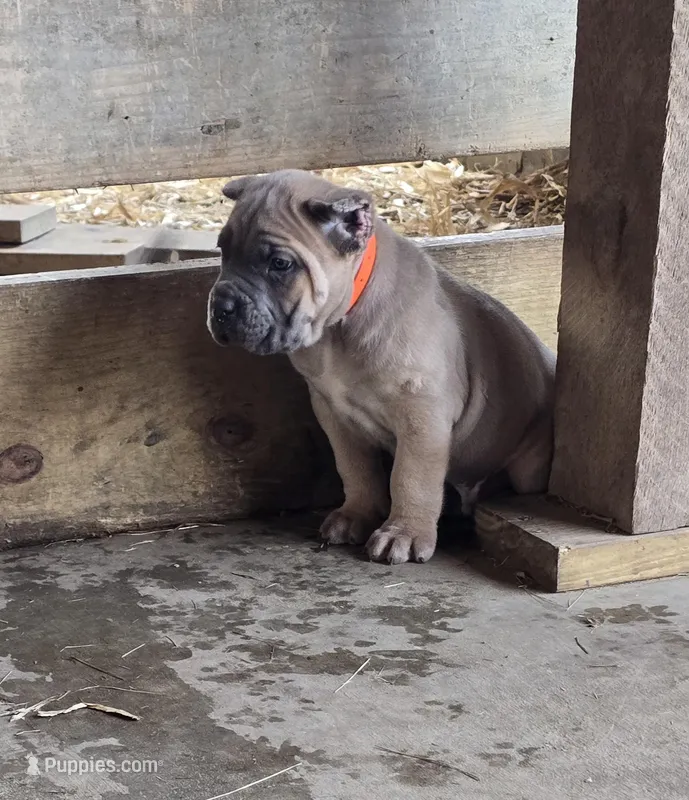 Matt – Cane Corso puppy for sale in Oxford, PA