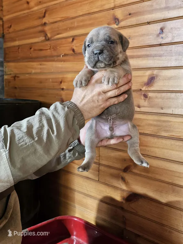 Matt – Cane Corso puppy for sale in Oxford, PA