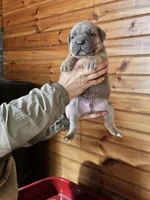 Matt, a male Cane Corso for sale in Oxford, PA – Photo 2 of 5