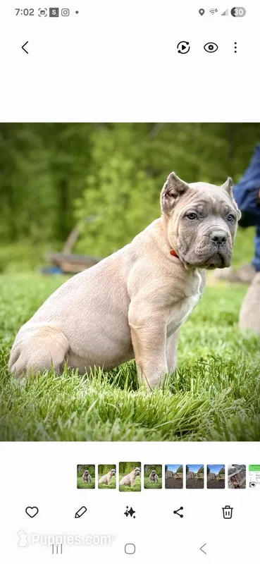 Matt – Cane Corso puppy for sale in Oxford, PA