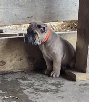 Matt, a male Cane Corso for sale in Oxford, PA – Photo 8 of 8