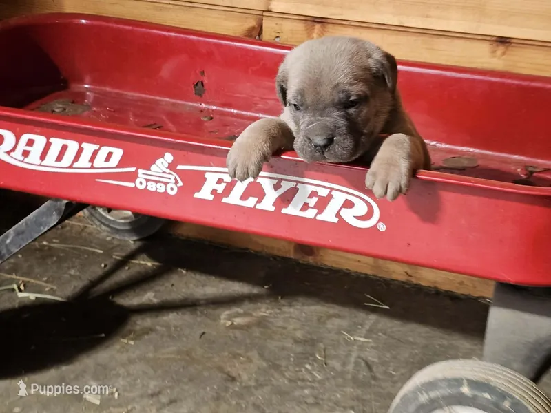Matt – Cane Corso puppy for sale in Oxford, PA