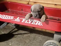 Matt, a male Cane Corso for sale in Oxford, PA – Photo 1 of 5