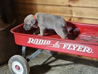 Matt, a male Cane Corso for sale in Oxford, PA – Photo 3 of 5