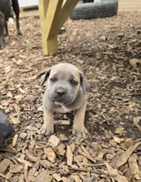 Paul, a male Cane Corso for sale in Oxford, PA – 5 of 7