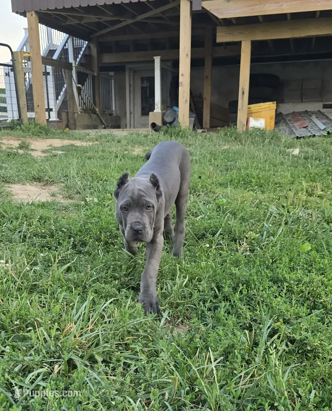 Peter – Cane Corso puppy for sale in Oxford, PA