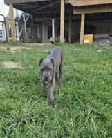 Peter, a male Cane Corso for sale in Oxford, PA – 1 of 10