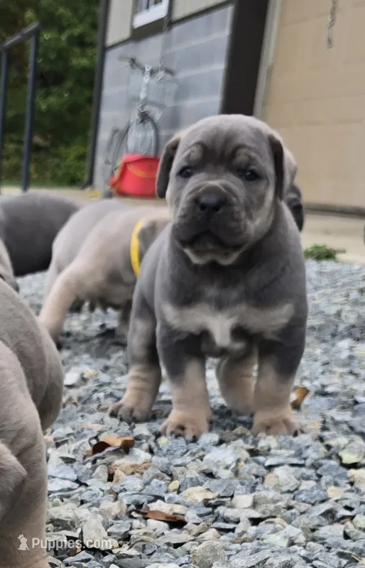 Toby – Cane Corso puppy for sale in Oxford, PA