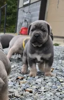 Toby, a male Cane Corso for sale in Oxford, PA – 1 of 8
