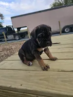 Pepper, a male Cane Corso for sale in Oxford, PA – 8 of 9