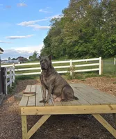 Pepper, a male Cane Corso for sale in Oxford, PA – 5 of 9