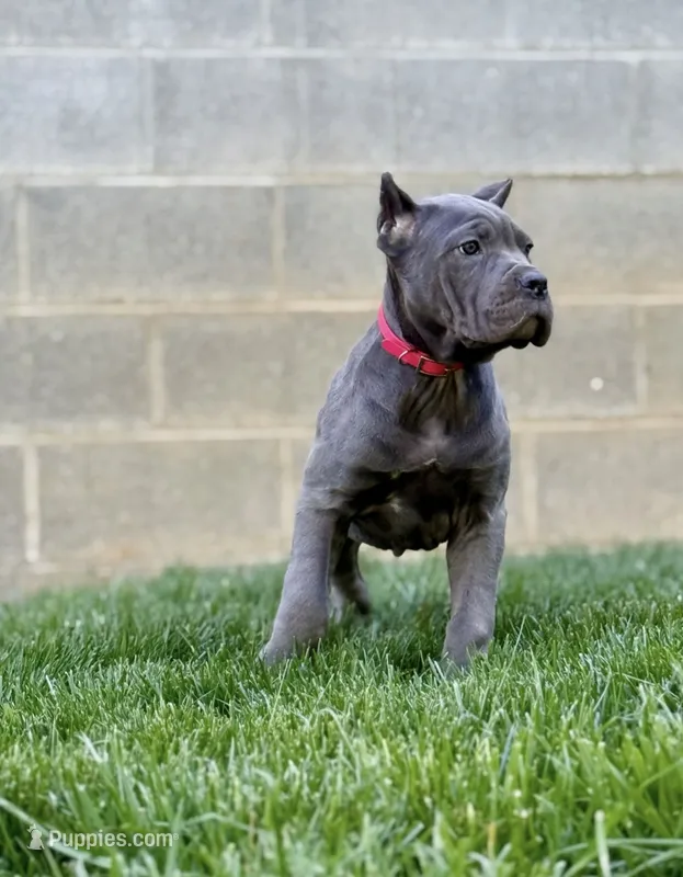 Molly, a female Cane Corso for sale in Oxford, PA – 1 of 4
