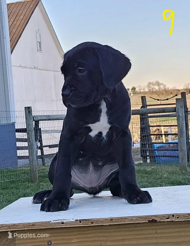 Aria – Cane Corso puppy for sale in Oxford, PA