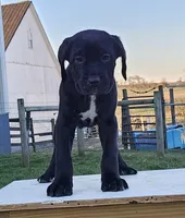 Aria, a female Cane Corso for sale in Oxford, PA – Photo 2 of 4