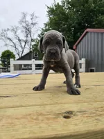 Peter, a male Cane Corso for sale in Oxford, PA – 7 of 7