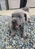 Todd, a male Cane Corso for sale in Oxford, PA – 4 of 10