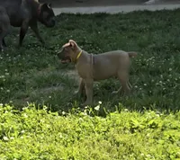 Martha, a female Cane Corso for sale in Oxford, PA – 7 of 10