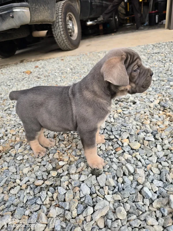 Toby – Cane Corso puppy for sale in Oxford, PA