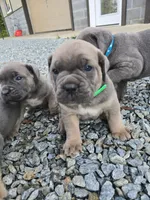 Thomas, a male Cane Corso for sale in Oxford, PA – 9 of 9