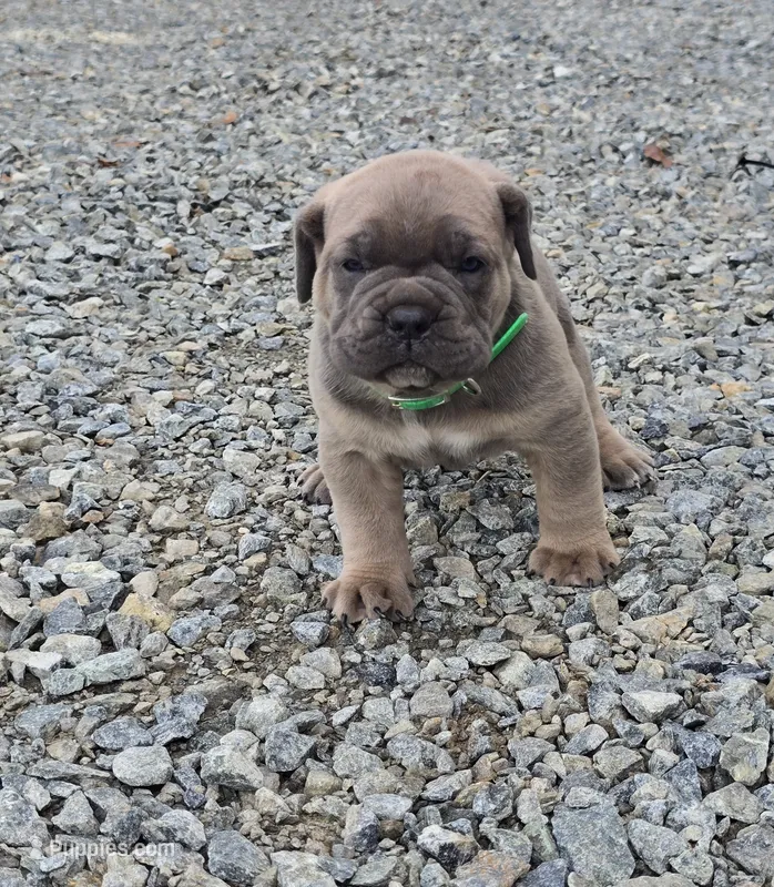Thomas – Cane Corso puppy for sale in Oxford, PA