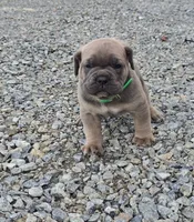 Thomas, a male Cane Corso for sale in Oxford, PA – 1 of 9
