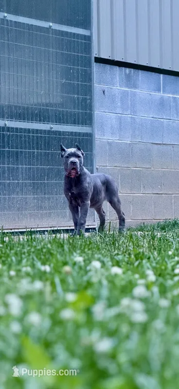 Molly – Cane Corso puppy for sale in Oxford, PA