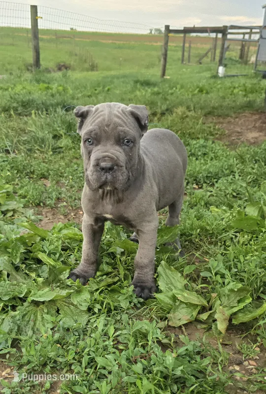 Peter – Cane Corso puppy for sale in Oxford, PA