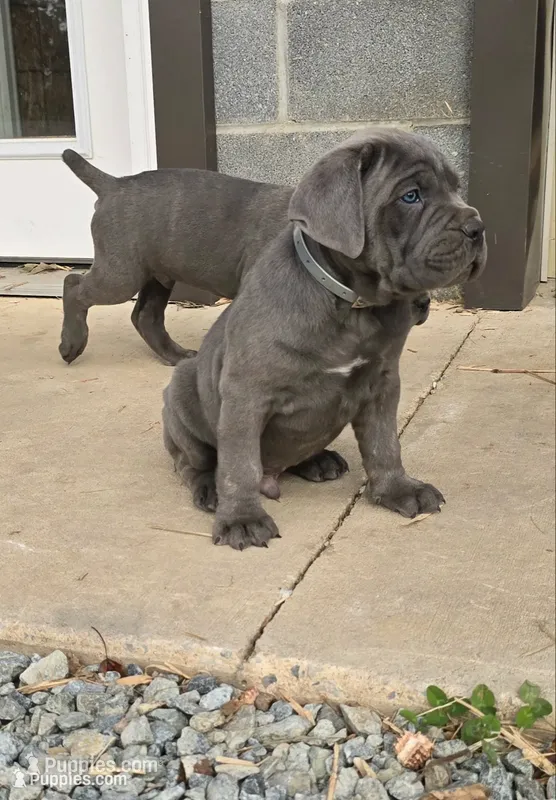 Tiger – Cane Corso puppy for sale in Oxford, PA