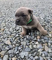 Thomas, a male Cane Corso for sale in Oxford, PA – 4 of 9