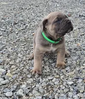 Thomas, a male Cane Corso for sale in Oxford, PA – 5 of 9