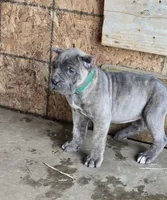 Megan, a female Cane Corso for sale in Oxford, PA – Photo 7 of 8