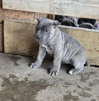 Megan, a female Cane Corso for sale in Oxford, PA – Photo 8 of 8