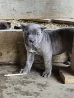 Megan, a female Cane Corso for sale in Oxford, PA – Photo 5 of 8