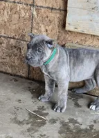 Megan, a female Cane Corso for sale in Oxford, PA – Photo 6 of 8