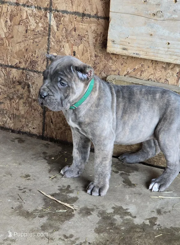 Megan – Cane Corso puppy for sale in Oxford, PA