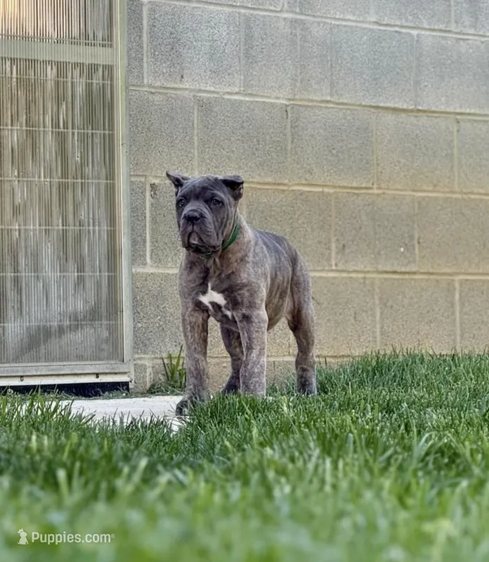 Megan – Cane Corso puppy for sale in Oxford, PA