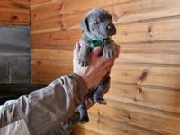Megan, a female Cane Corso for sale in Oxford, PA – Photo 3 of 3