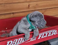Megan, a female Cane Corso for sale in Oxford, PA – Photo 1 of 3