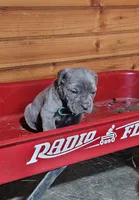 Megan, a female Cane Corso for sale in Oxford, PA – Photo 2 of 3
