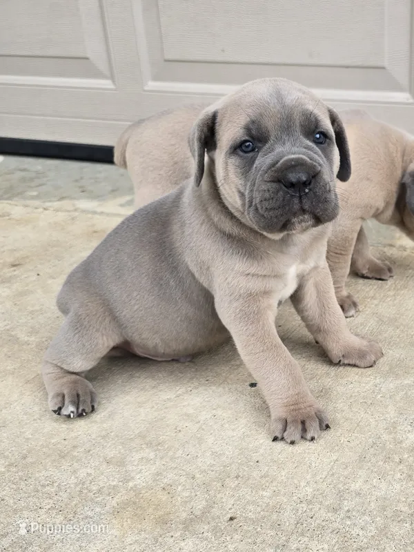 Tim – Cane Corso puppy for sale in Oxford, PA