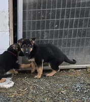 Poppy pink collar, a female German Shepherd Dog for sale in Oxford, PA – Photo 5 of 6