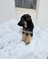 Poppy pink collar, a female German Shepherd Dog for sale in Oxford, PA – Photo 3 of 6