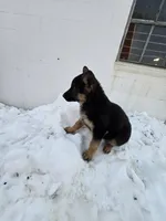 Poppy pink collar, a female German Shepherd Dog for sale in Oxford, PA – Photo 2 of 6
