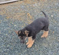 Poppy pink collar, a female German Shepherd Dog for sale in Oxford, PA – Photo 6 of 6