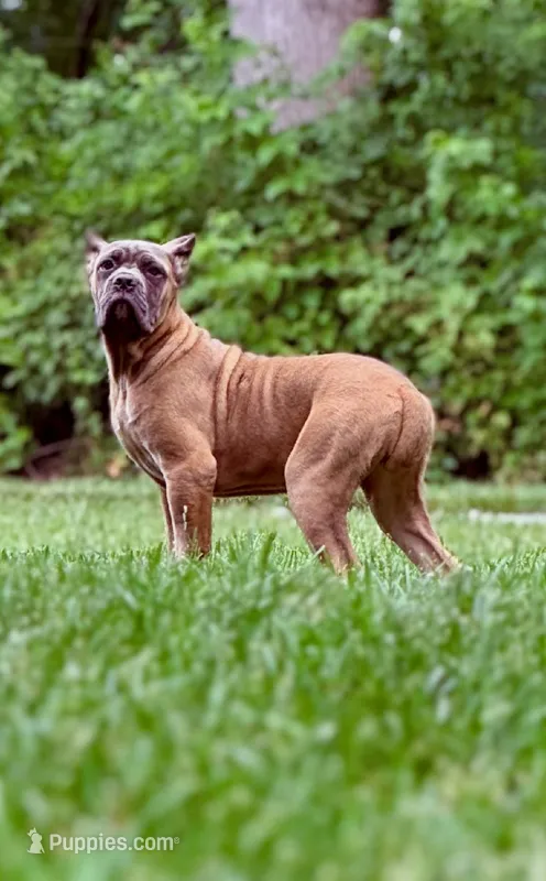 Molly – Cane Corso puppy for sale in Oxford, PA